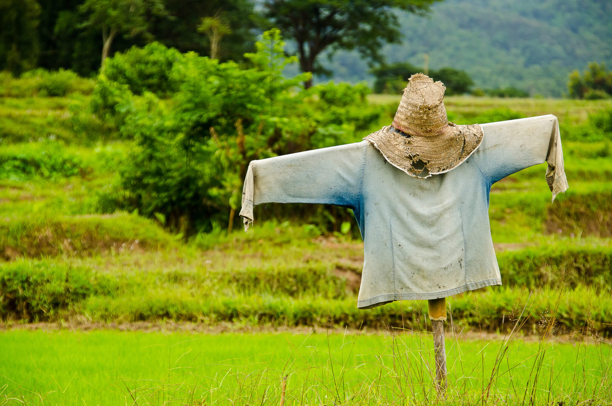 Scarecrow