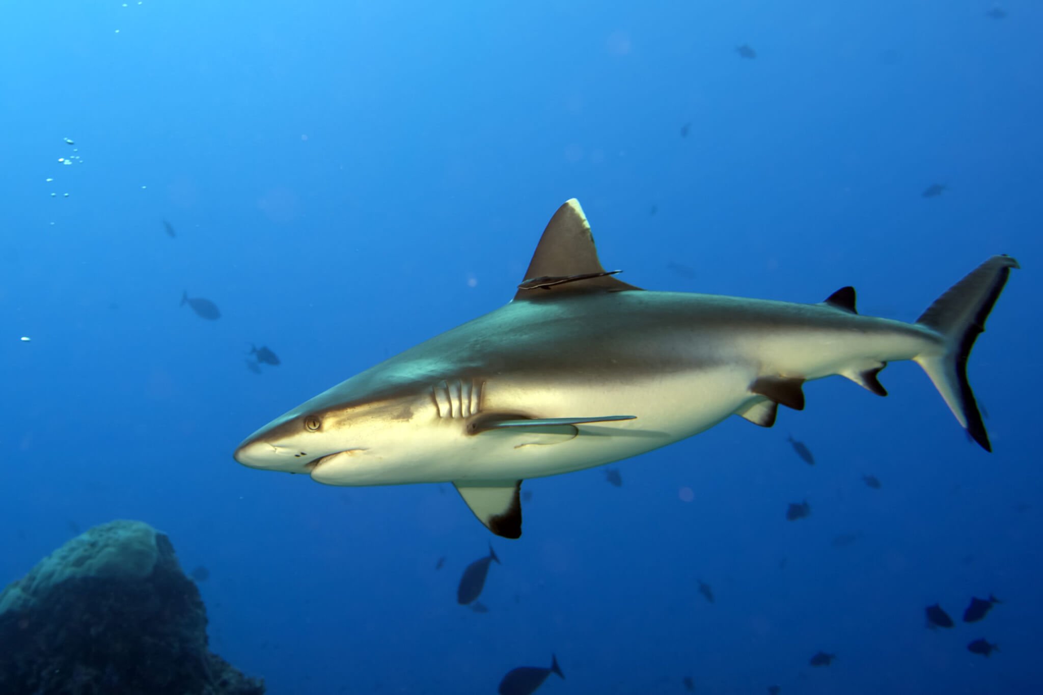 Shark Awareness Day (July 14th) | Days Of The Year