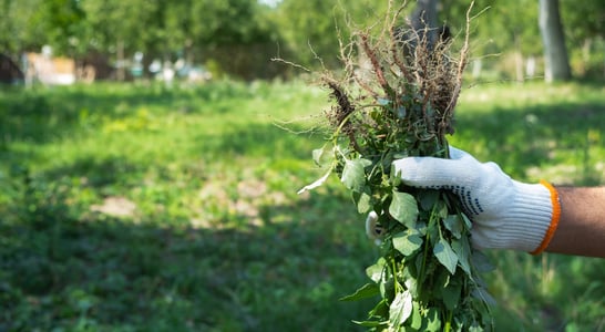 National Invasive Species Awareness Week