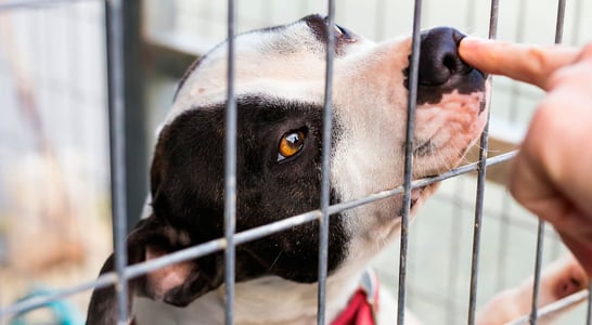 Adopt a Shelter Dog Month