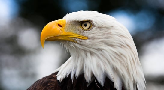 American Eagle Day