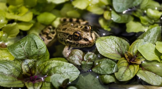 American Frog Day