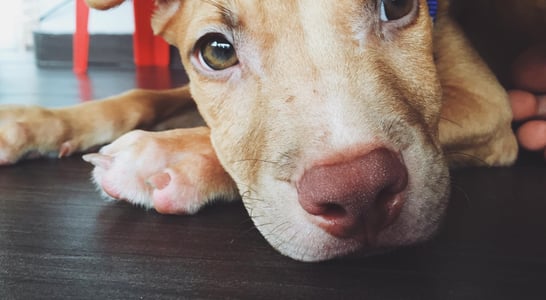 National Pitbull Awareness Month