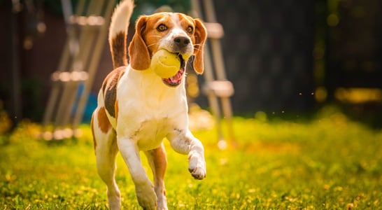 National Fetch Day