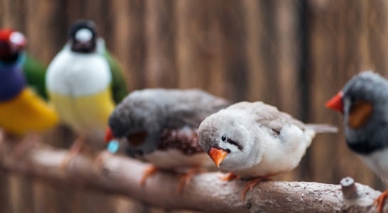 Bird Day