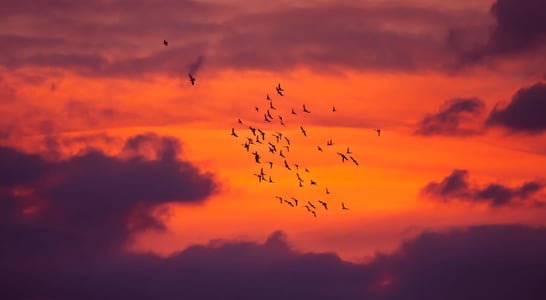 World Migratory Bird Day