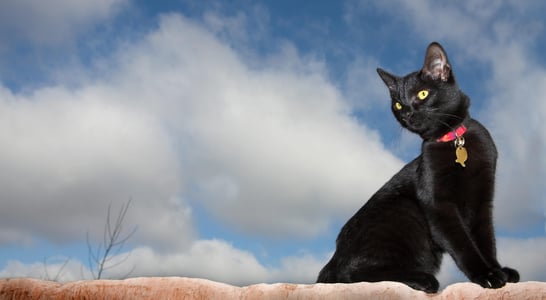 National Black Cat Appreciation Day