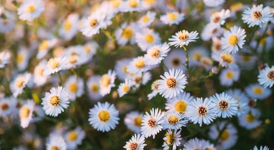 Perennial Gardening Month