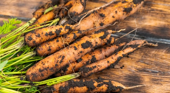 British Carrot Awareness Day