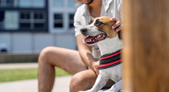 Canine Companion Day