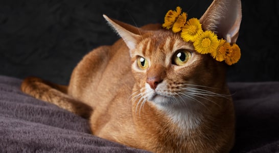 Cat World Domination Day