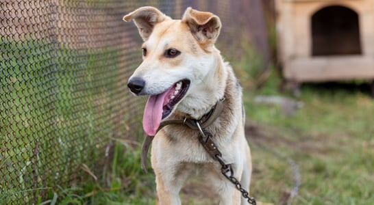 Celebrate Shelter Pets Day