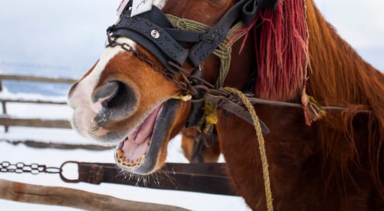 Celebration of the Horse Day