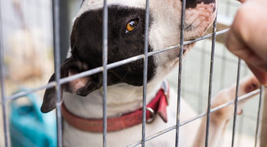Change a Pet’s Life Day