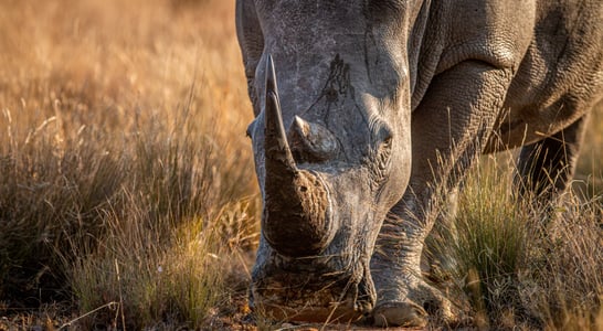 Save the Rhino Day