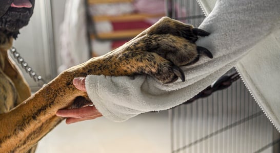 National Animal Shelter Appreciation Week