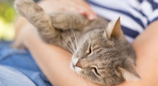 International Rescue Cat Day