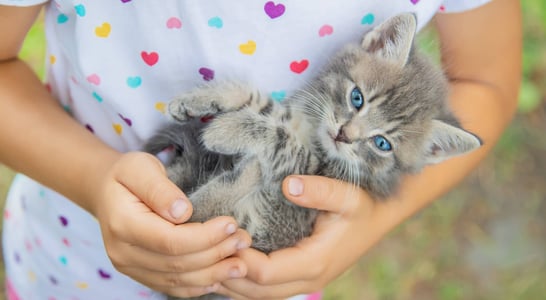 Cuddly Kitten Day