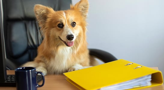 National Work Like A Dog Day