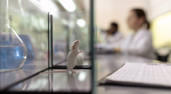 World Day For Animals In Laboratories