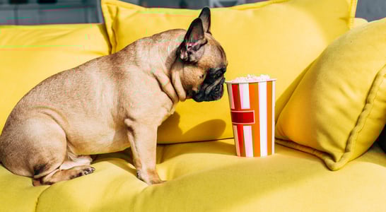 Dog Film Festival