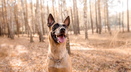 National Make a Dog’s Day