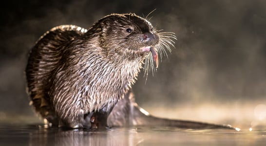 World Otter Day