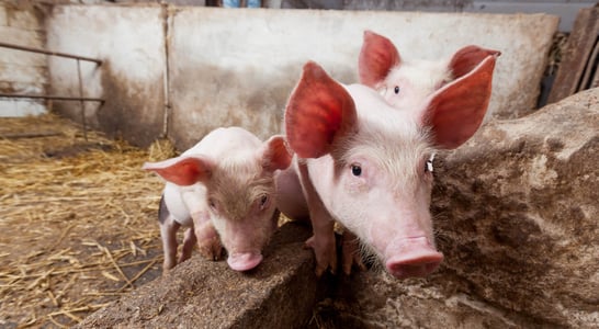 World Farm Animals Day