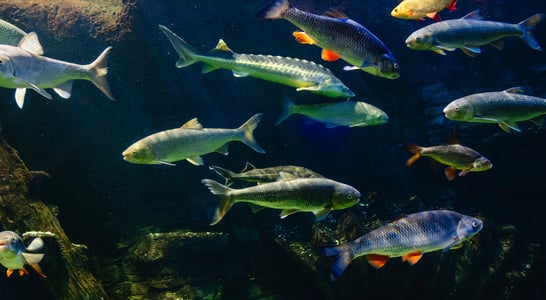 Fish Amnesty Day