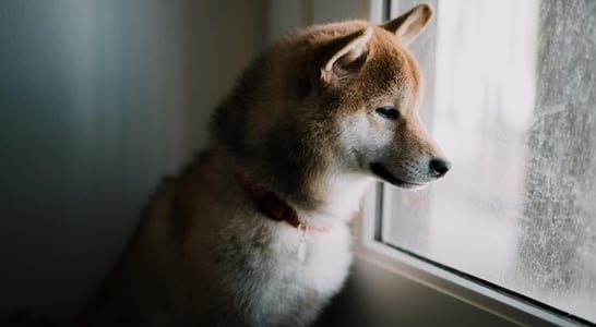 Dog Separation Anxiety Awareness Day