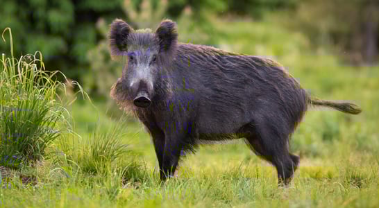 Hog Out Month