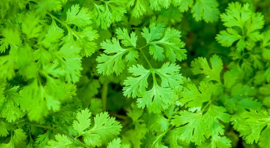 International I Hate Coriander Day