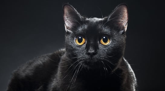 Black Cat Awareness Month