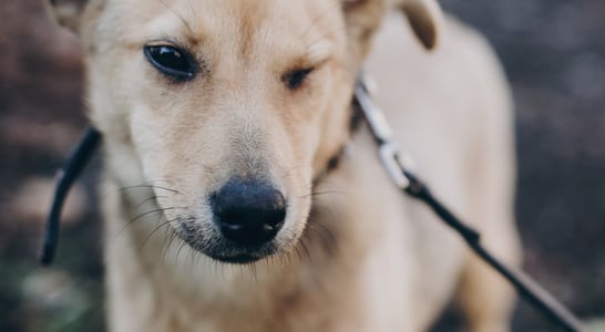 International Blind Dog Day
