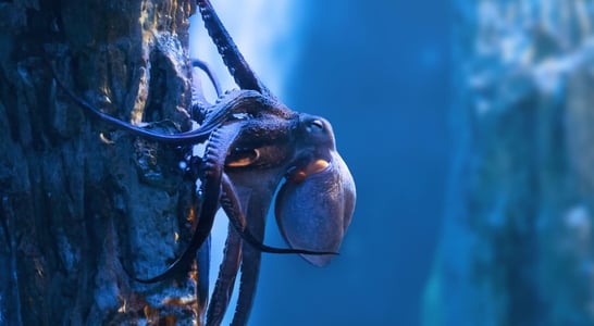 International Cephalopod Awareness Days