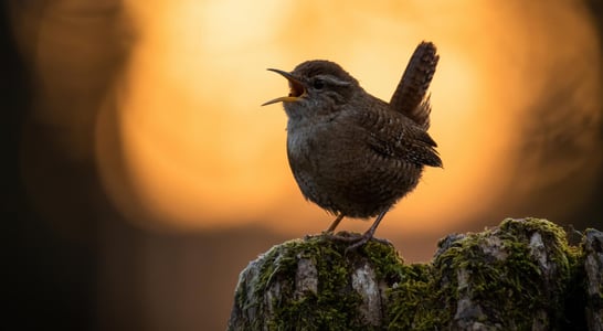 International Dawn Chorus Day