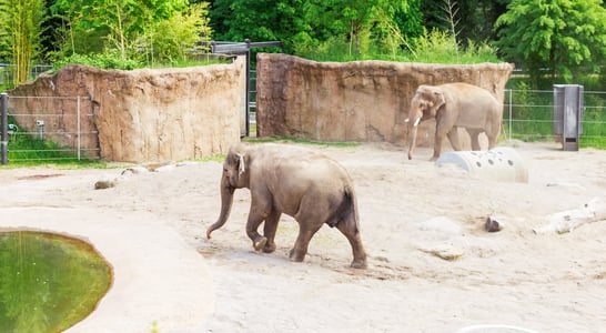 International Day of Action for Elephants in Zoos