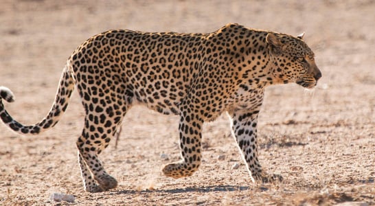 International Day of the Arabian Leopard