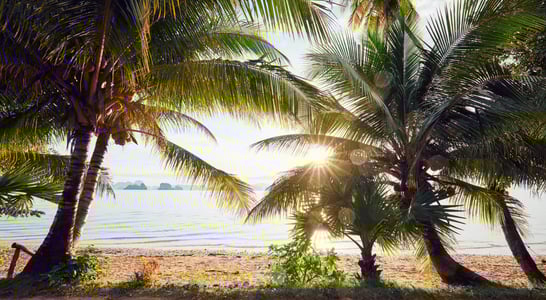 International Day of the Tropics