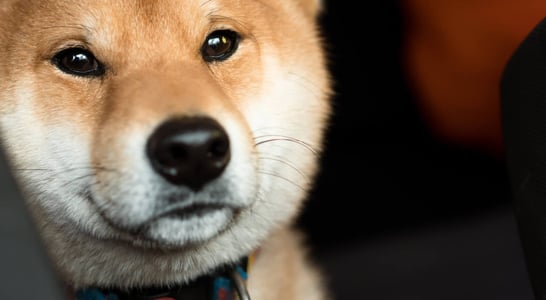 International Doge Day