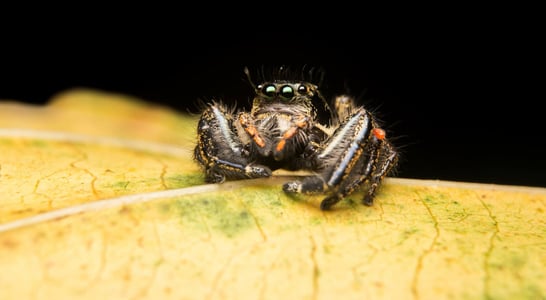 International Jumping Spider Day