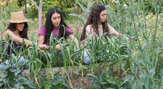 International Permaculture Day