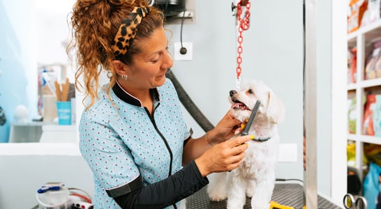 International Pet Groomer Appreciation Day