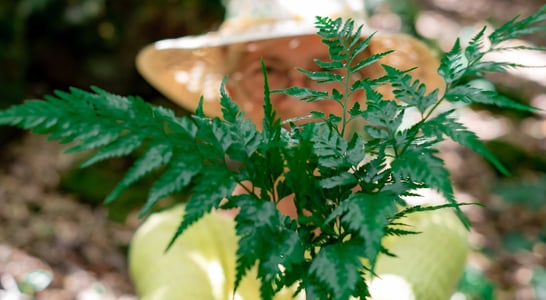 International Ragweed Day