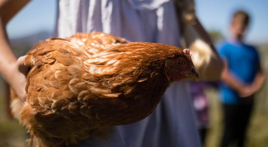 International Respect for Chickens Day