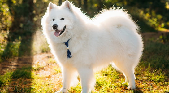 International Samoyed Day