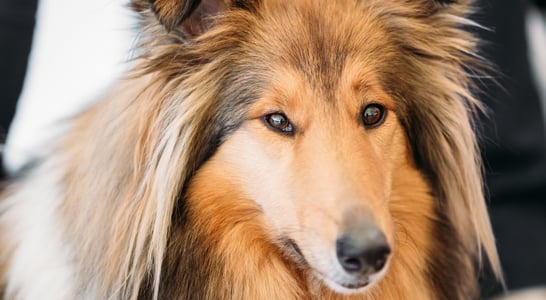 International Sheltie Day