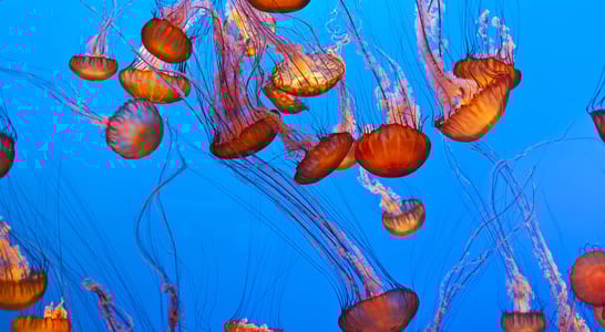 World Jellyfish Day