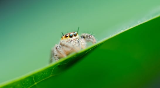 Be Kind to Spiders Week