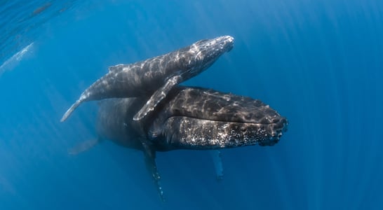 Festival for the Souls of Dead Whales